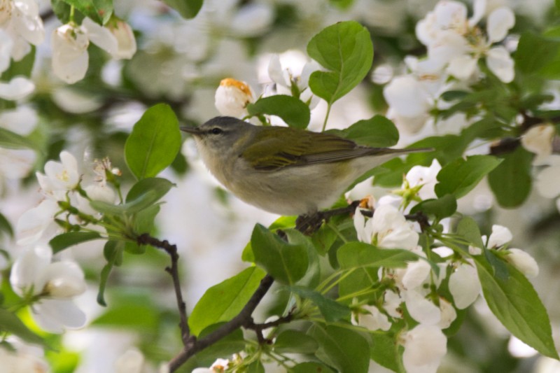 Tennessee Warbler - ML162884671