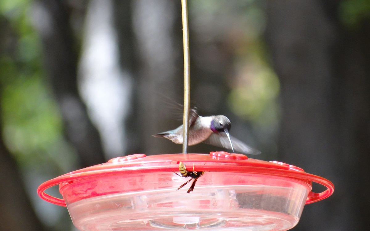 Black-chinned Hummingbird - Cole Sage