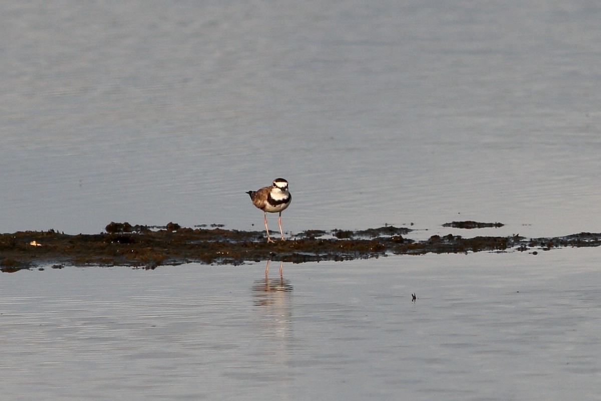 Collared Plover - Manfred Bienert