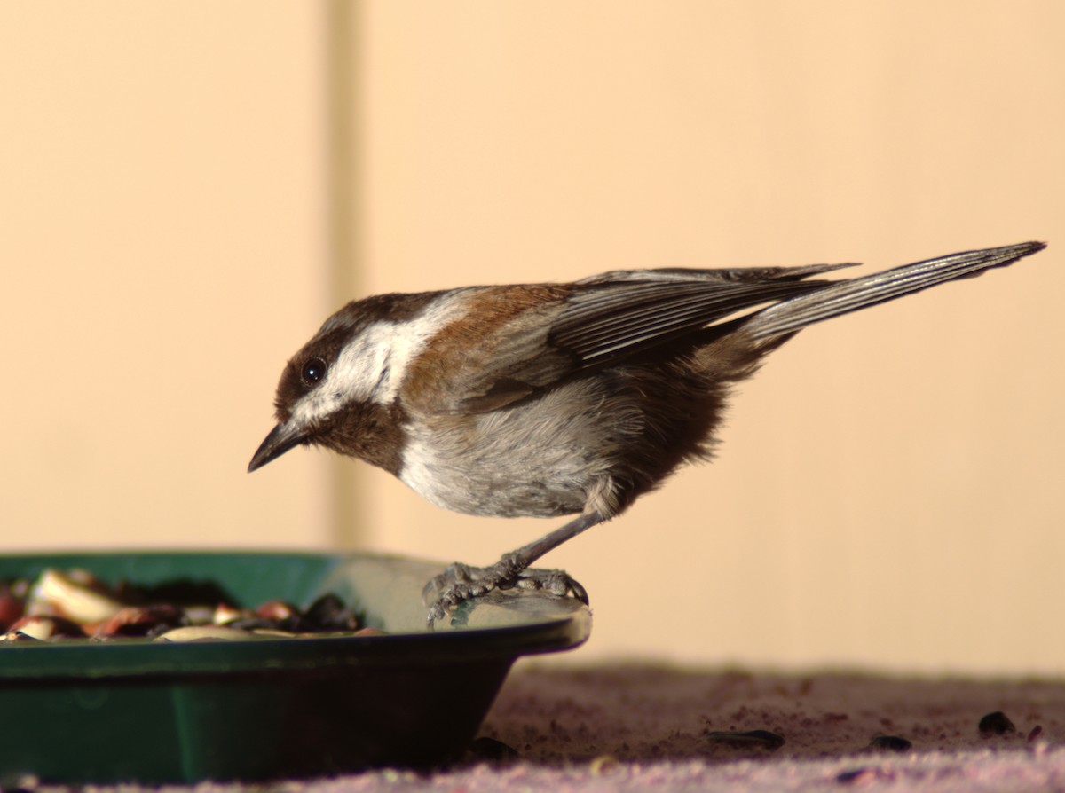 Chestnut-backed Chickadee - ML162889501