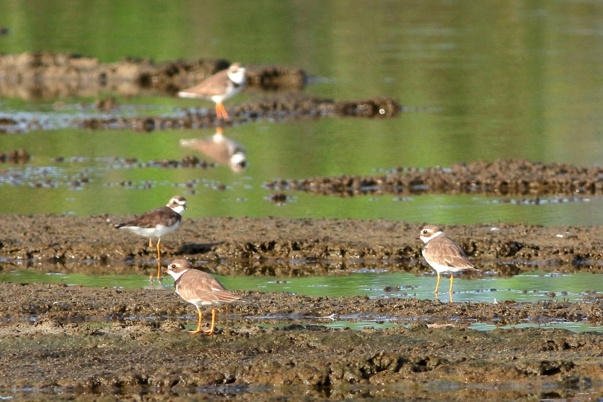 Semipalmated Plover - ML162890791