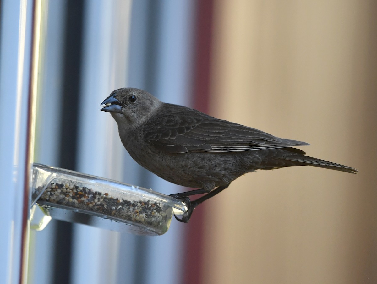 Brown-headed Cowbird - ML162892031