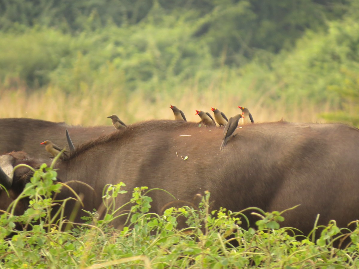 Red-billed Oxpecker - ML162893001