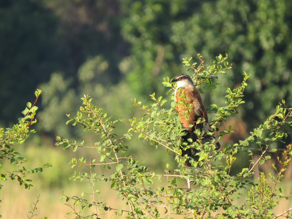 White-browed Coucal - ML162894141