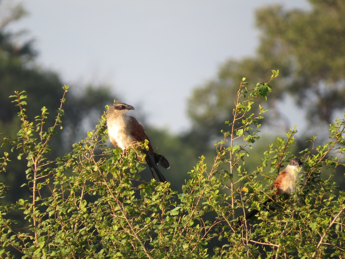 White-browed Coucal - ML162894191