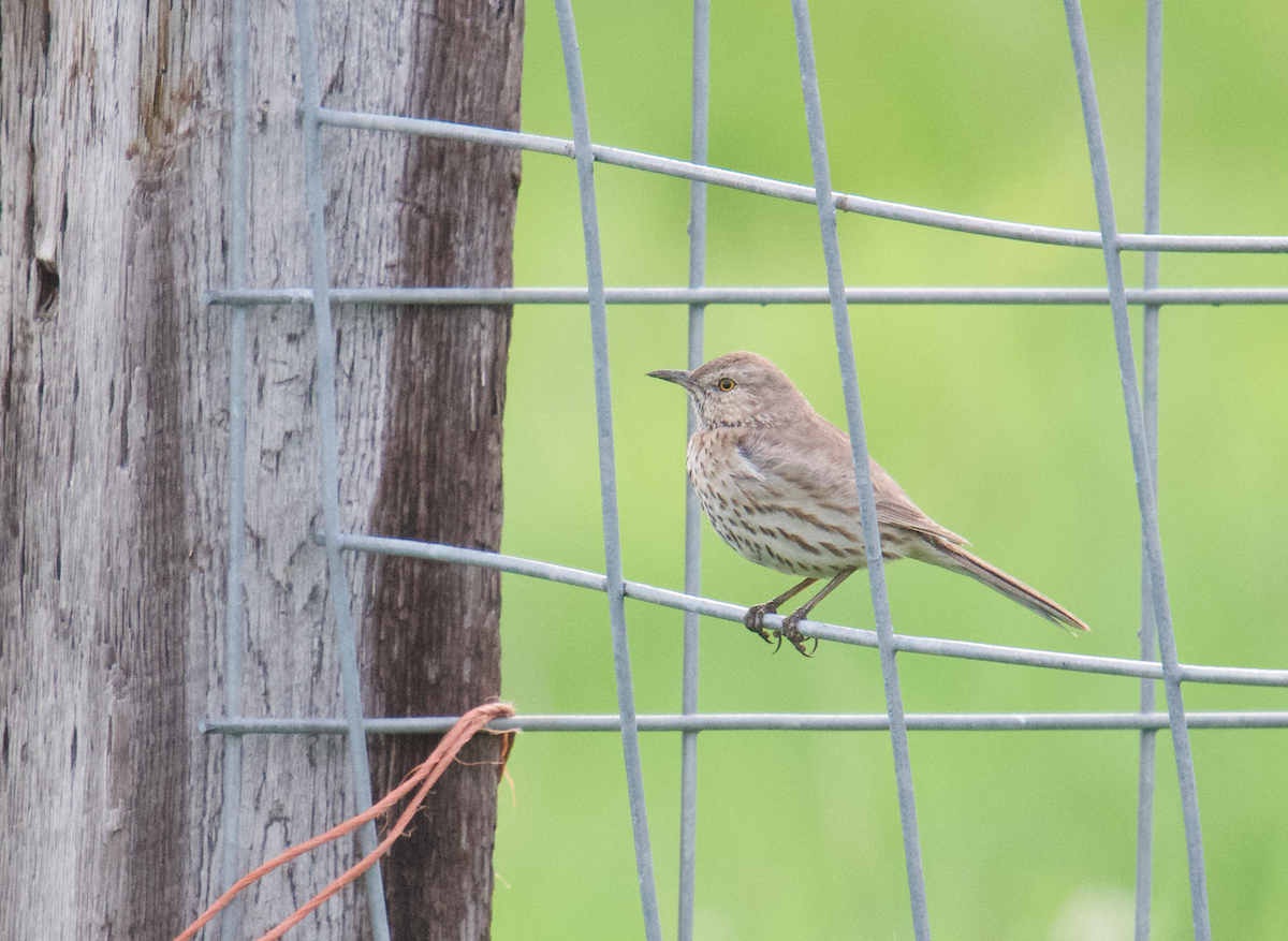 Sage Thrasher - ML162894981
