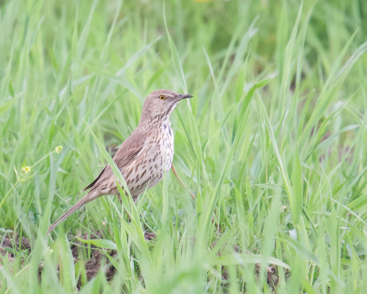 Sage Thrasher - ML162895171