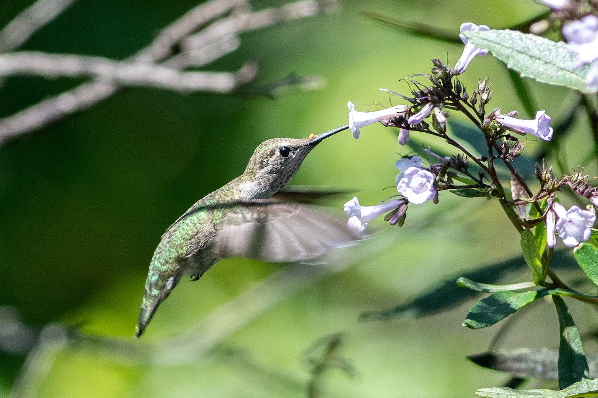 Anna's Hummingbird - ML162895481