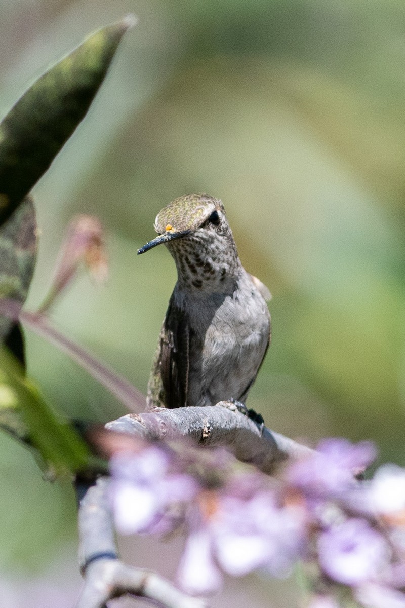 Anna's Hummingbird - ML162895491