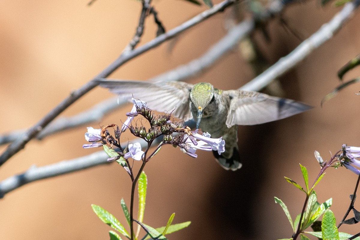 Anna's Hummingbird - ML162895501