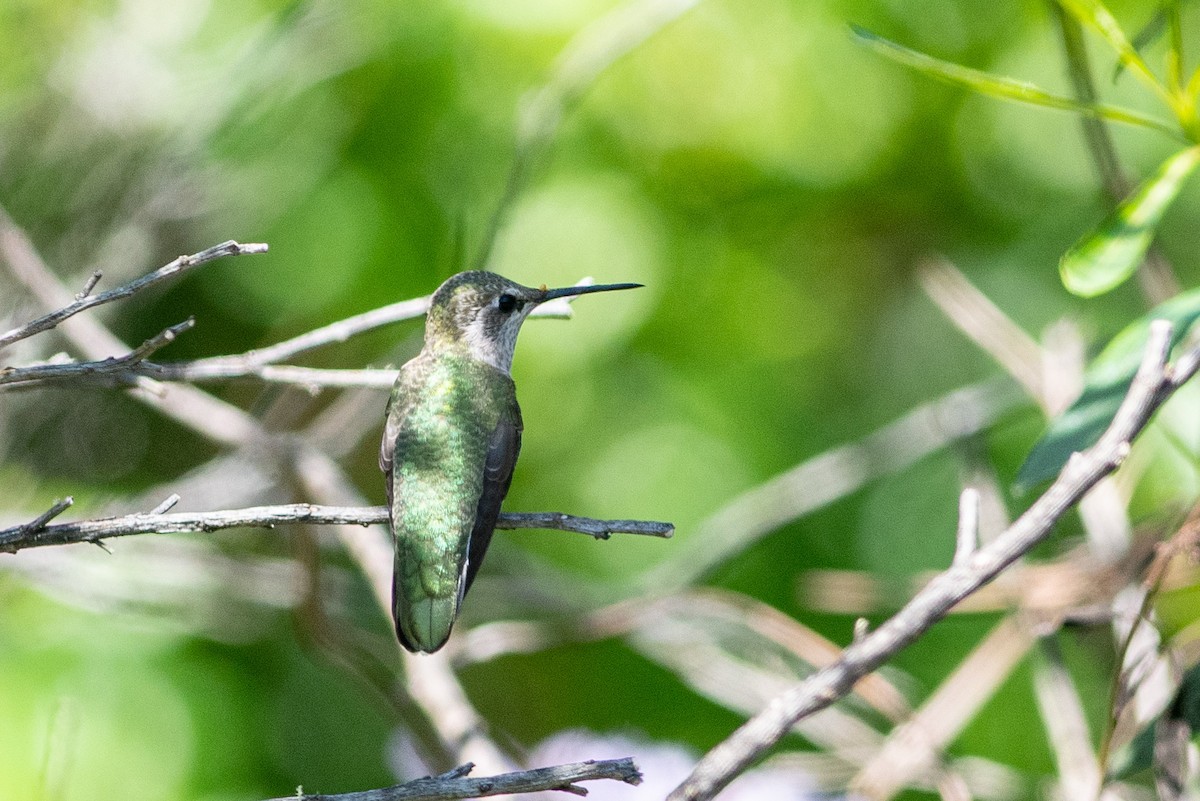 Anna's Hummingbird - ML162895511