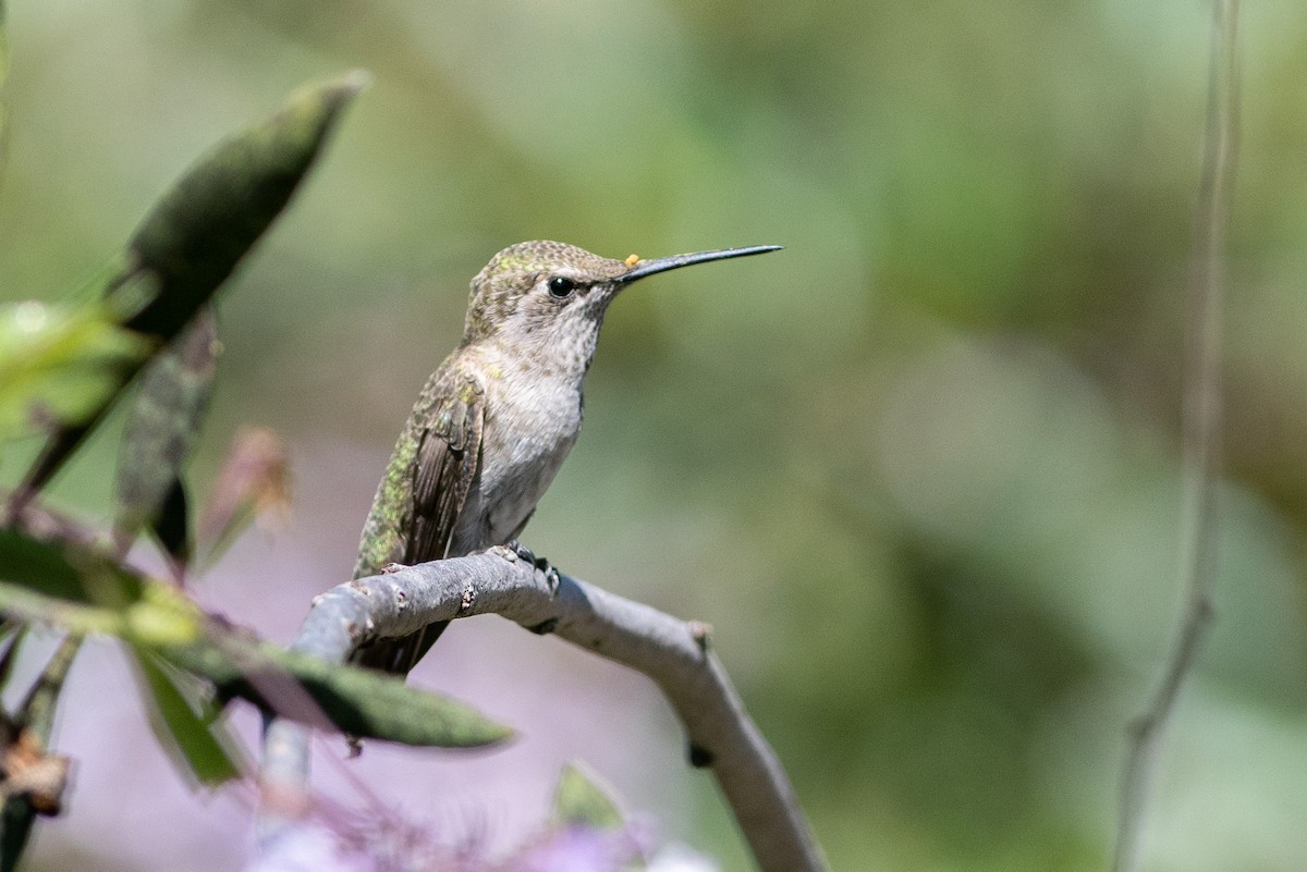 Anna's Hummingbird - ML162895521