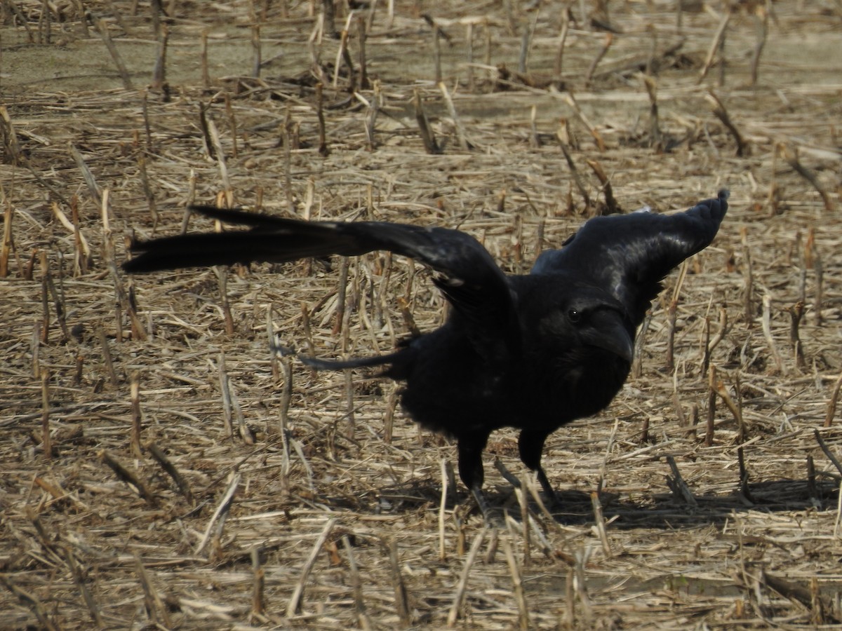 Common Raven - ML162895931