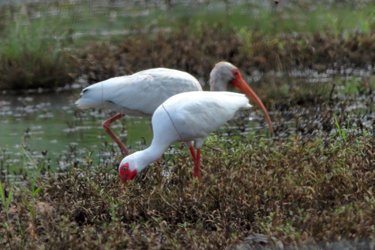 ibis bílý - ML162896121