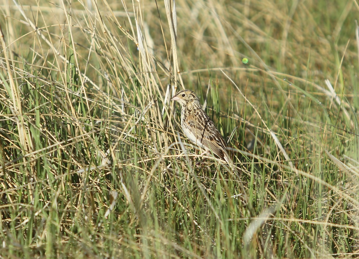 Baird's Sparrow - ML162897251