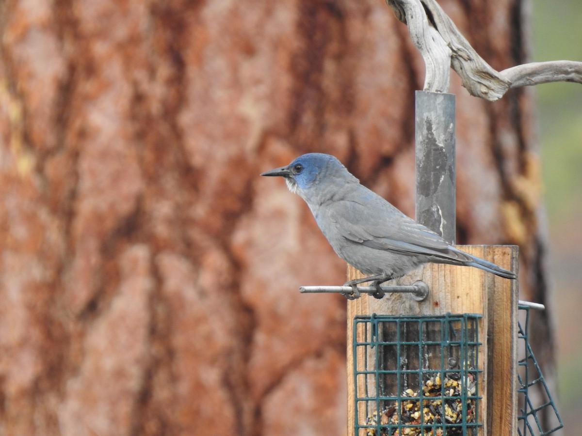 Pinyon Jay - Team Ona