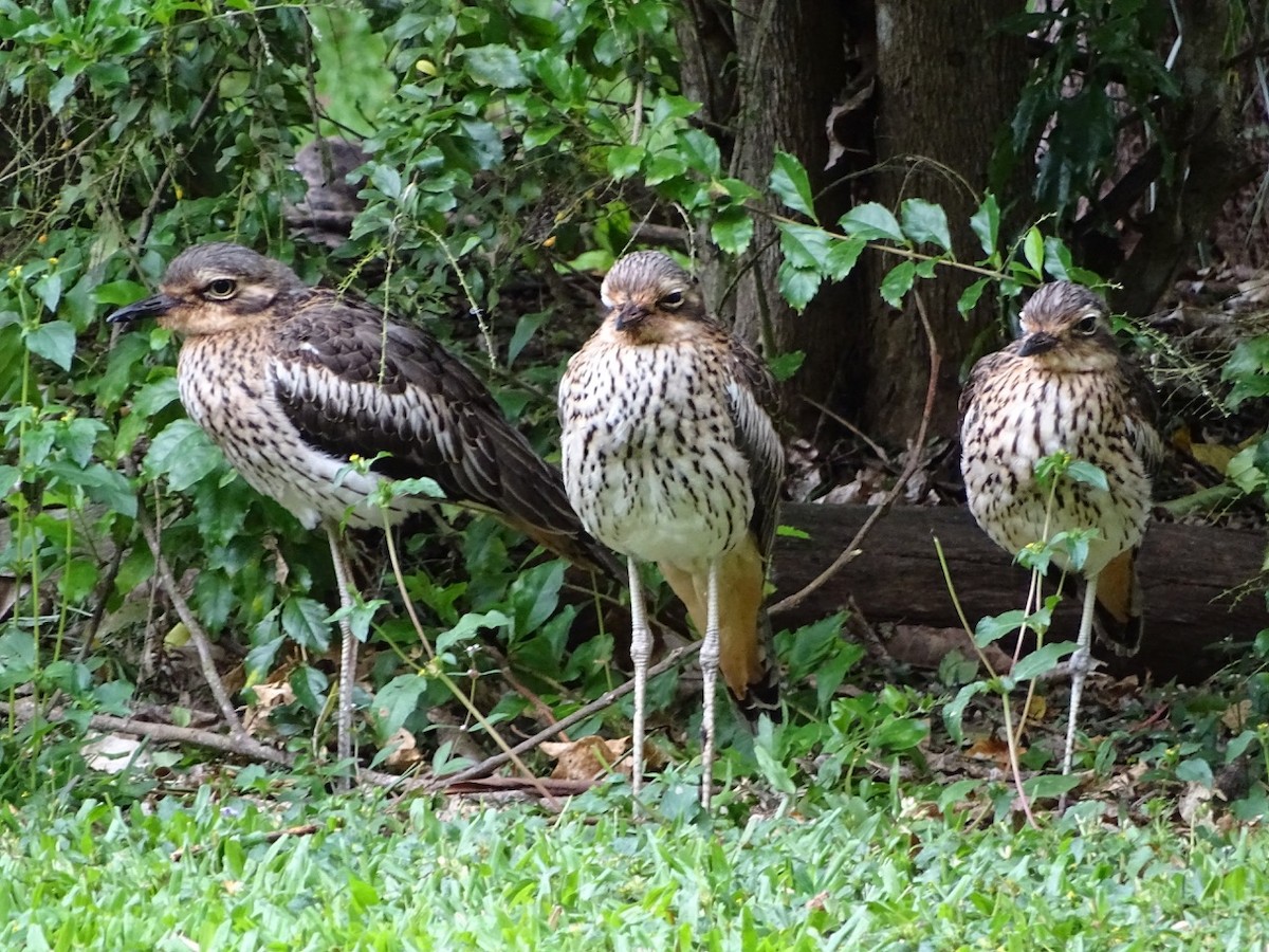 Bush Thick-knee - Neil Shelley