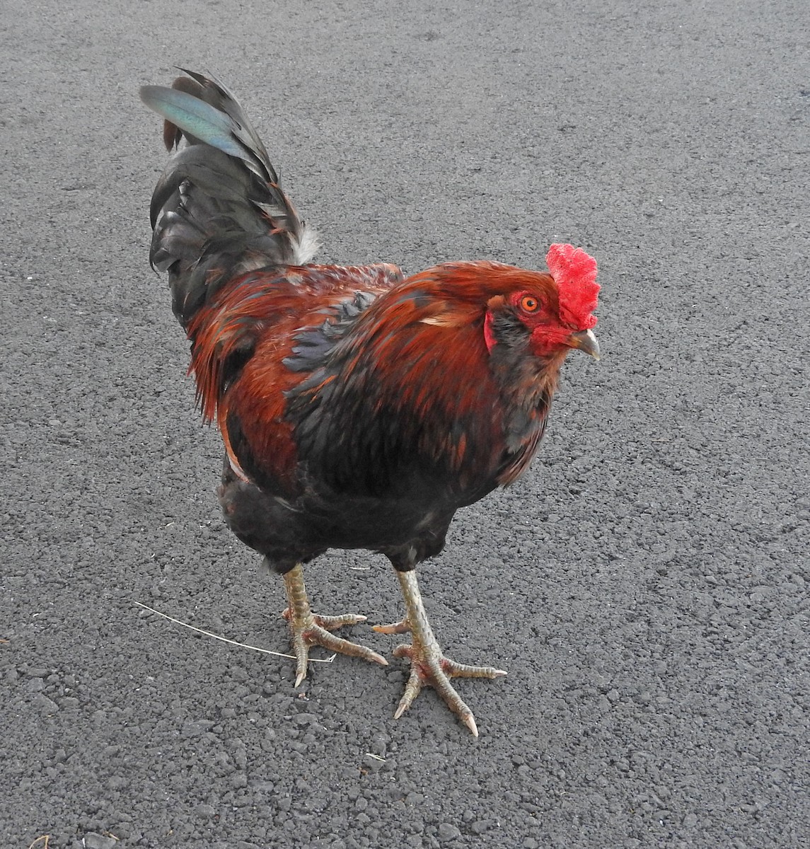 Red Junglefowl (Domestic type) - Tresa Moulton