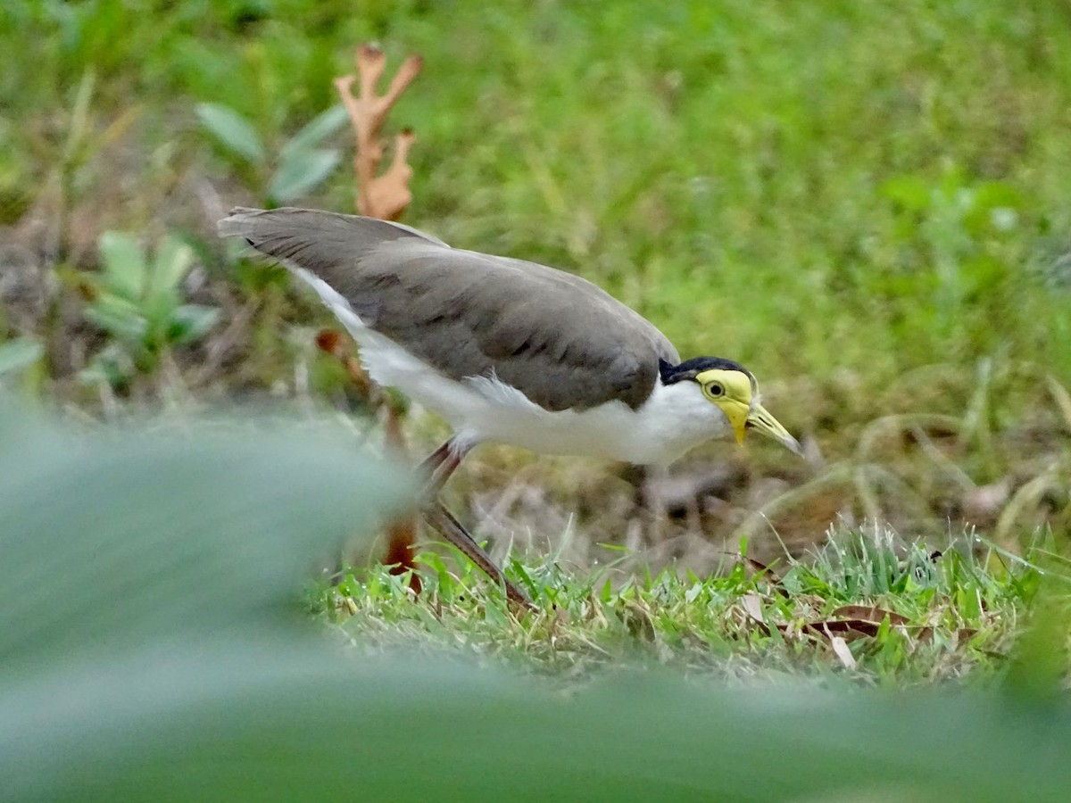 Masked Lapwing - Neil Shelley