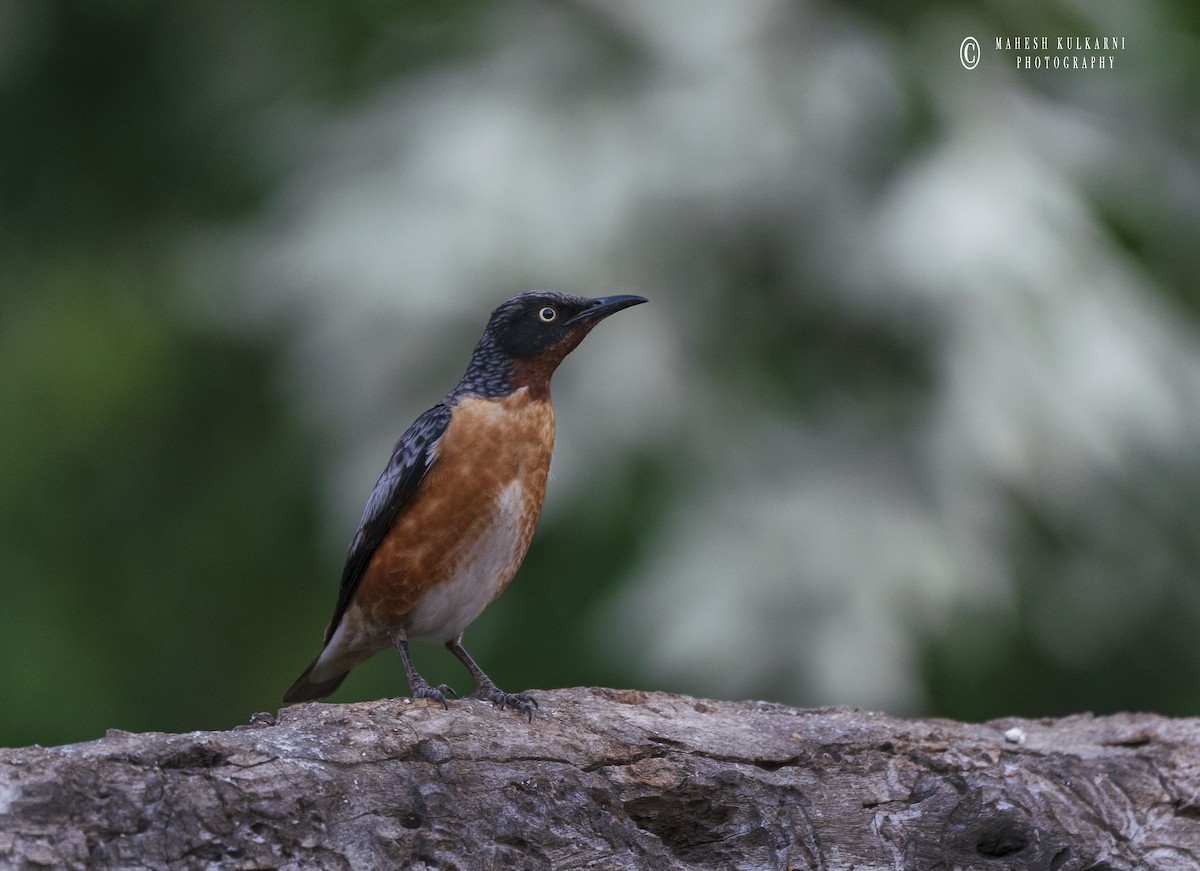 Spot-winged Starling - Mahesh Kulkarni