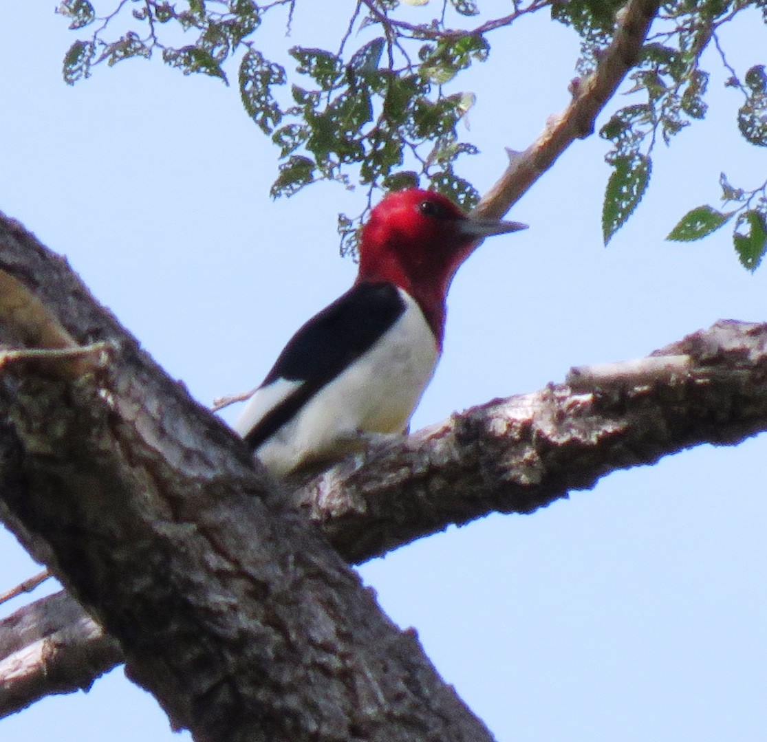 Red-headed Woodpecker - ML162901711