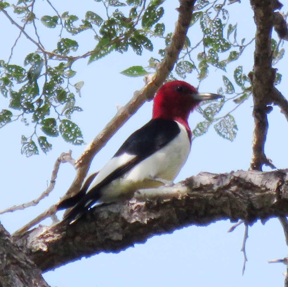 Red-headed Woodpecker - ML162901731
