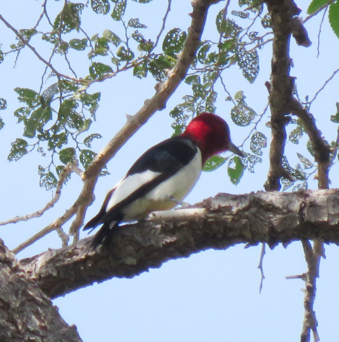 Red-headed Woodpecker - ML162901741