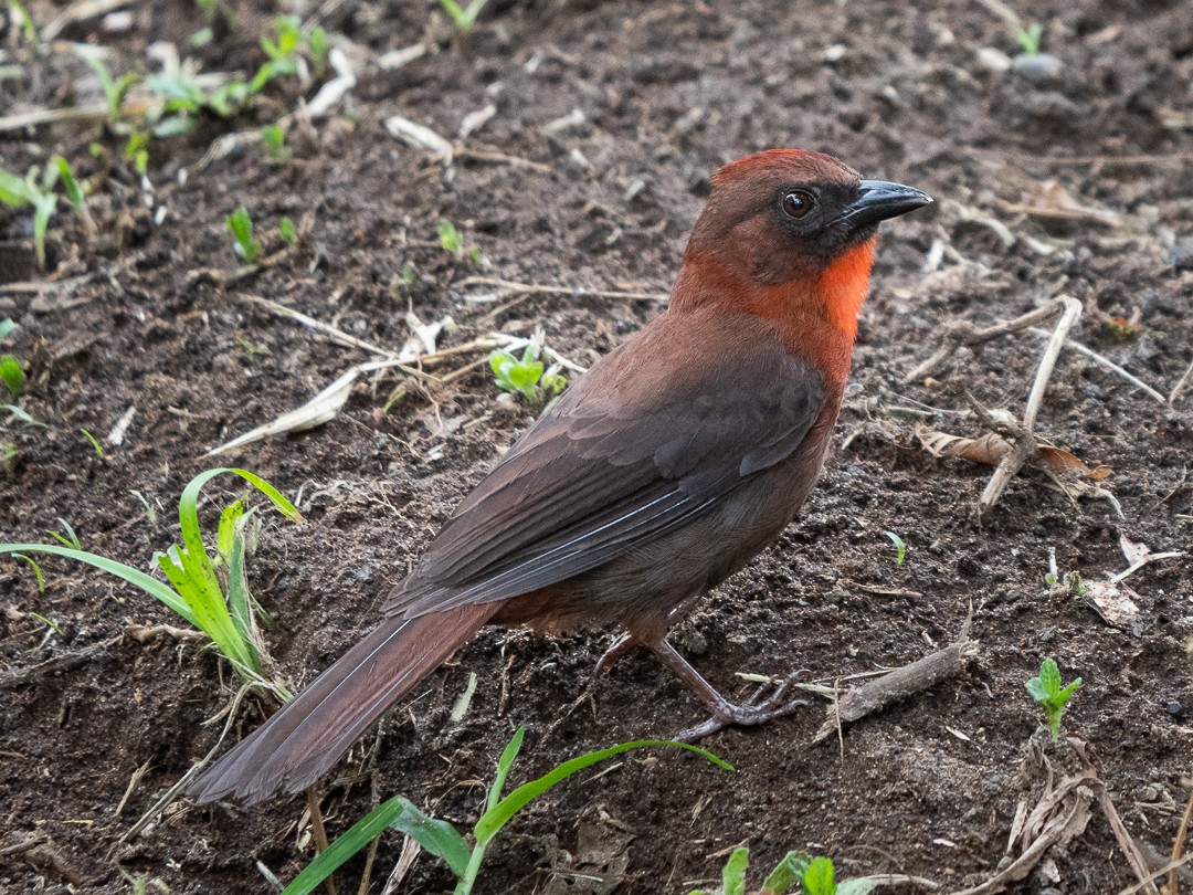 Red-throated Ant-Tanager - Chris Fischer