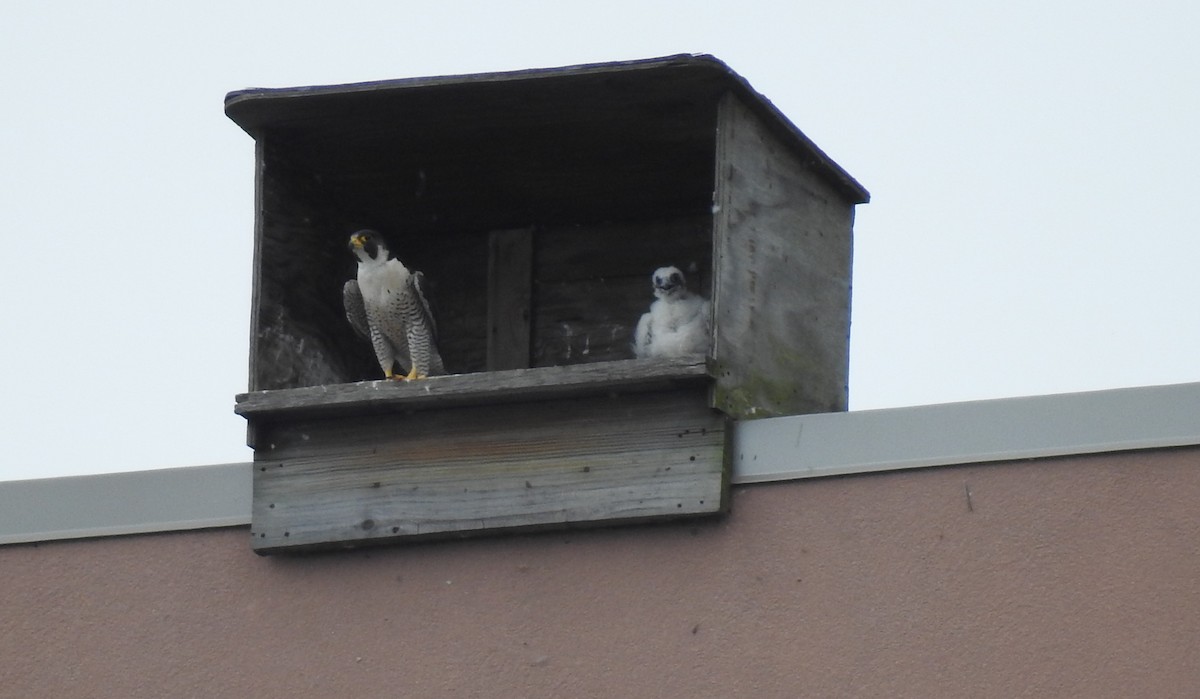 Peregrine Falcon - James Markham