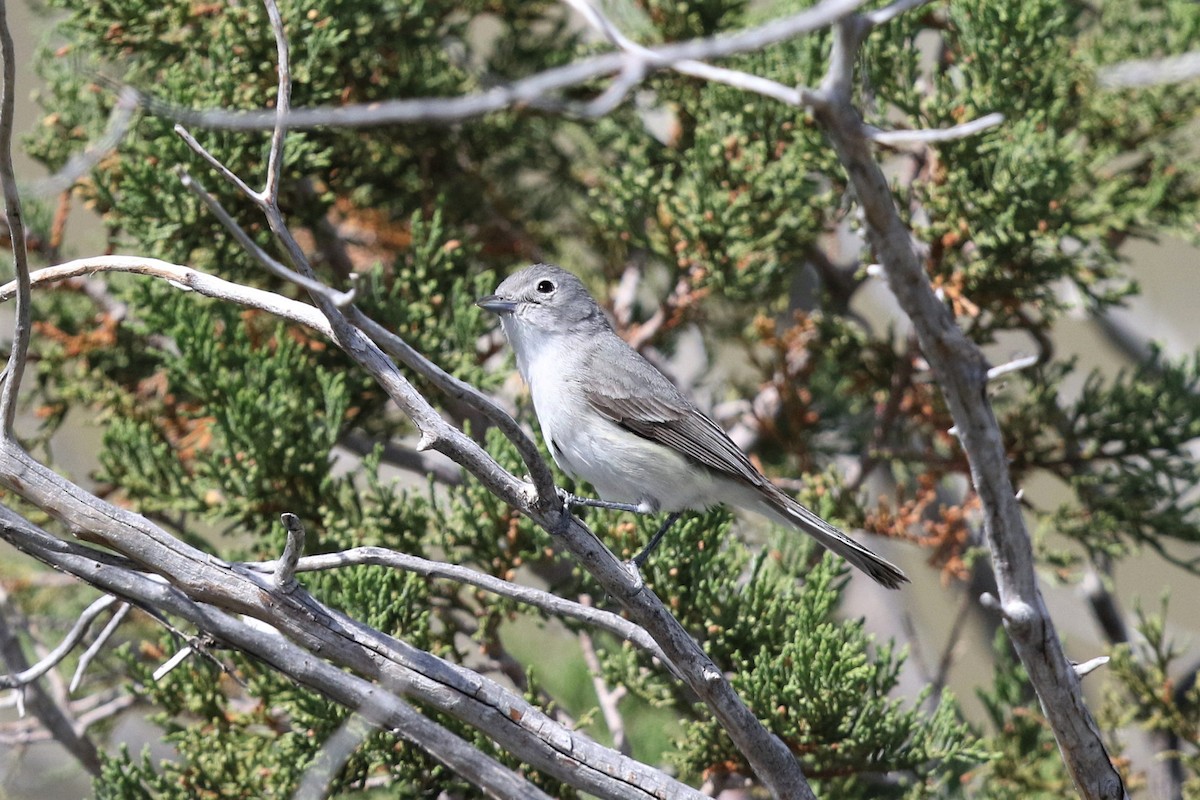 Gray Vireo - Bob Friedrichs