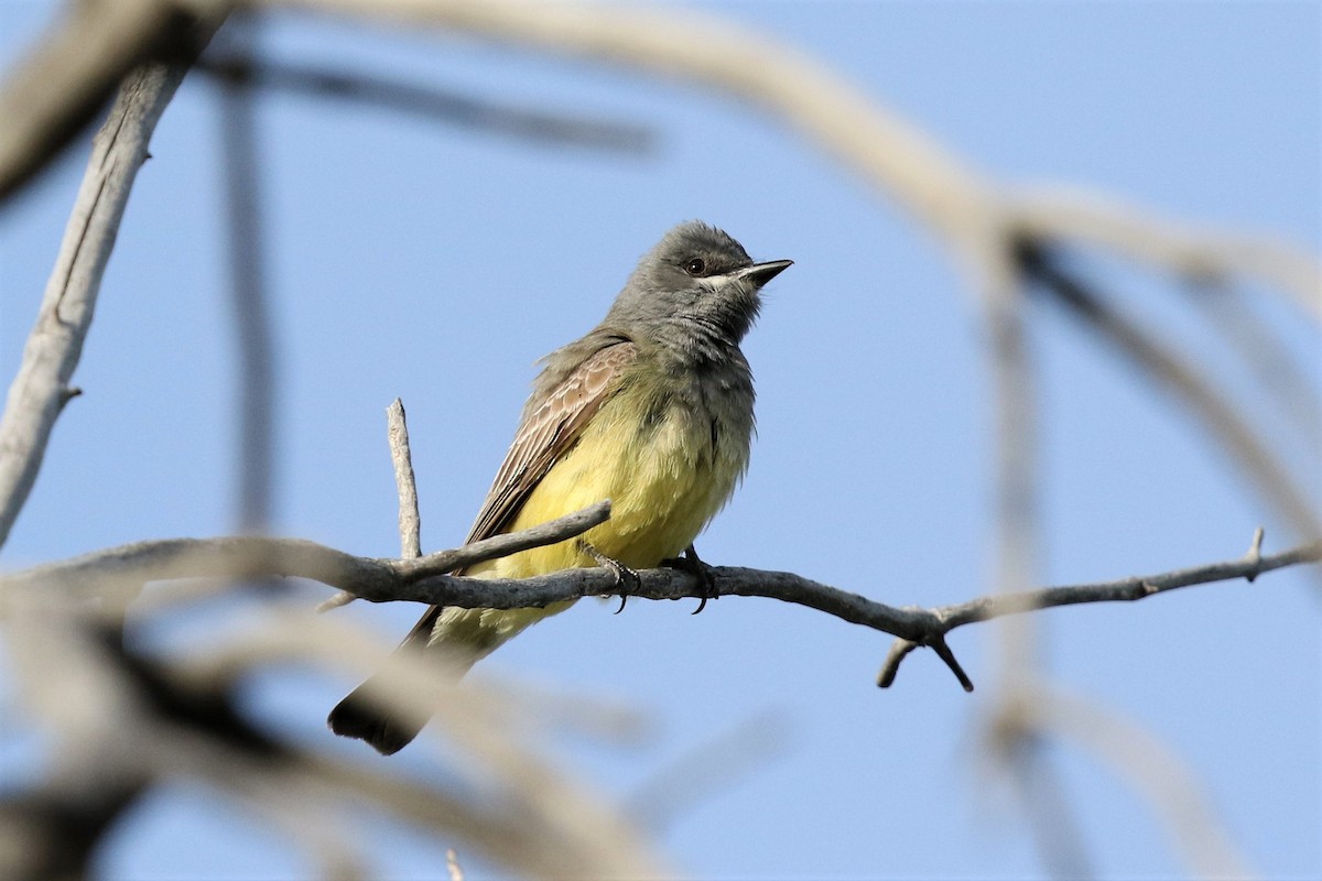 Cassin's Kingbird - ML162906101