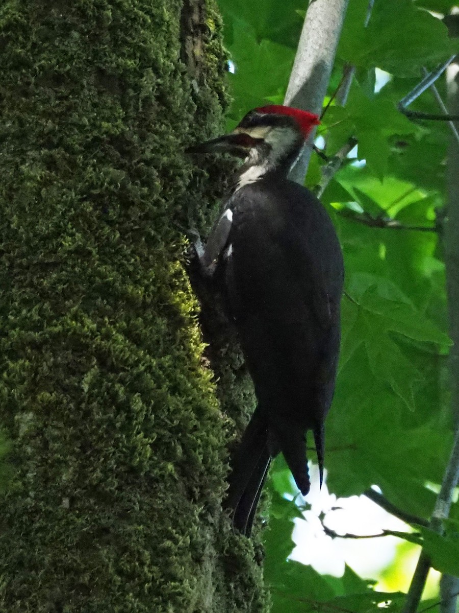 Pileated Woodpecker - ML162907301