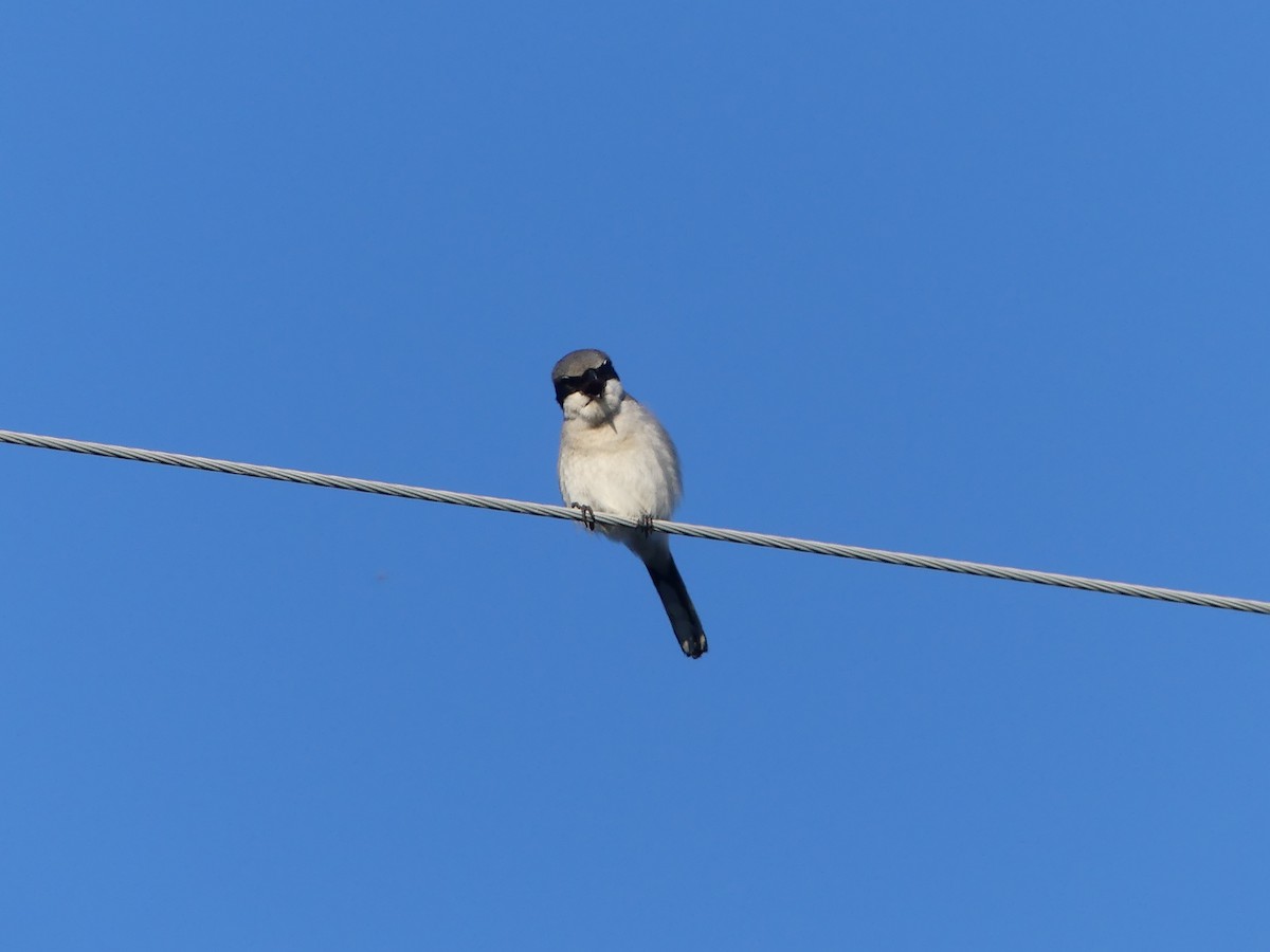 Loggerhead Shrike - ML162908171