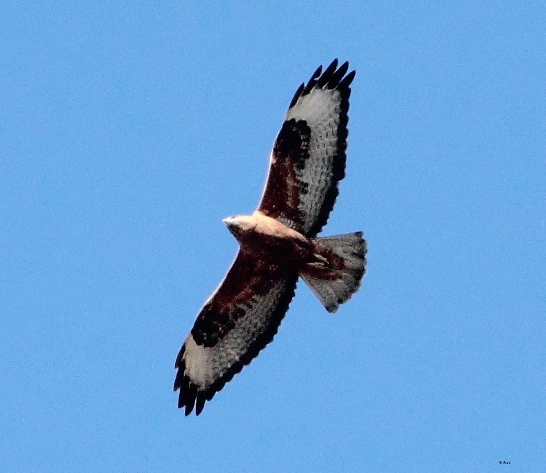 Common Buzzard - ML162908791