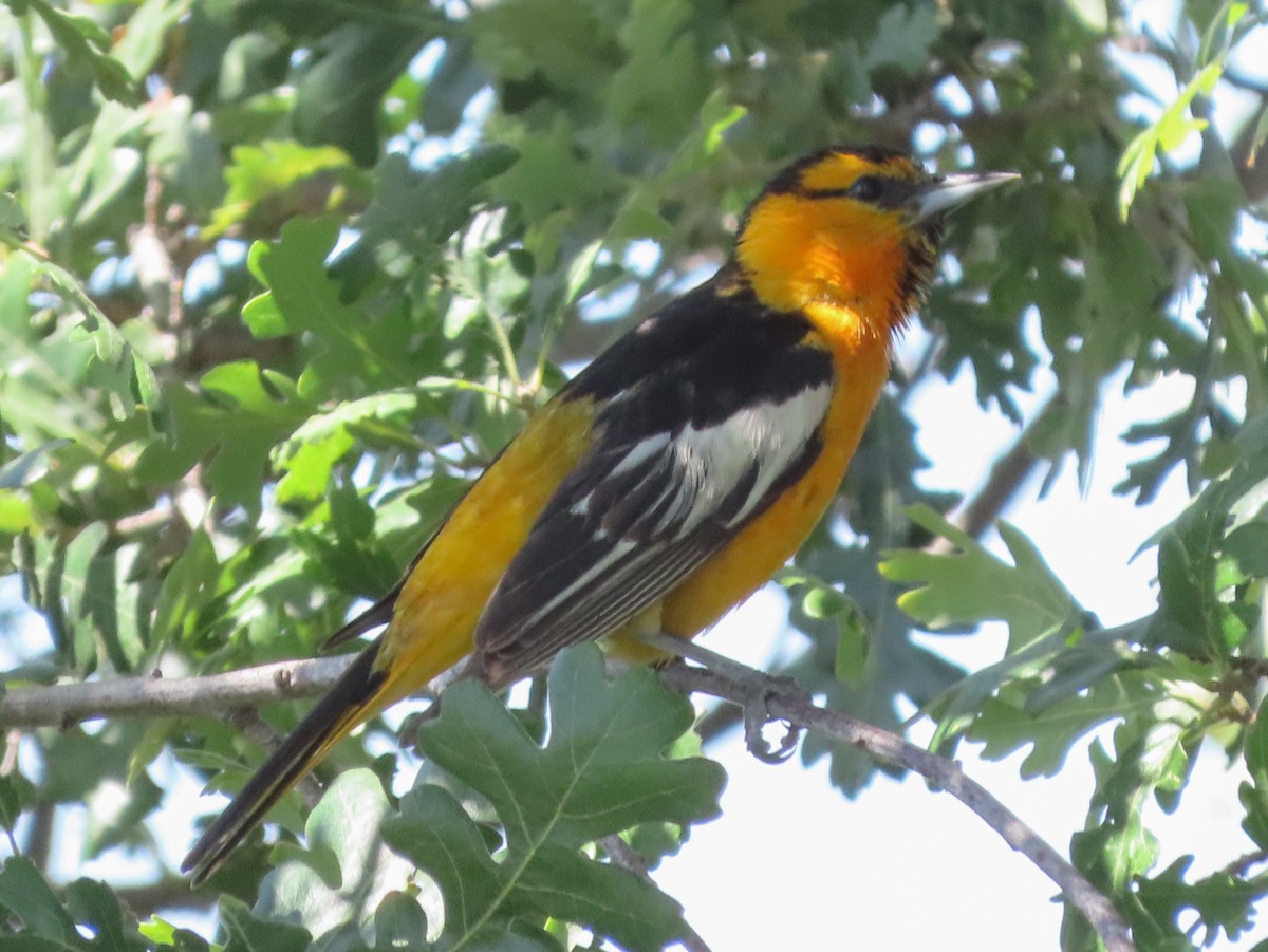 Bullock's Oriole - Barry Langdon-Lassagne