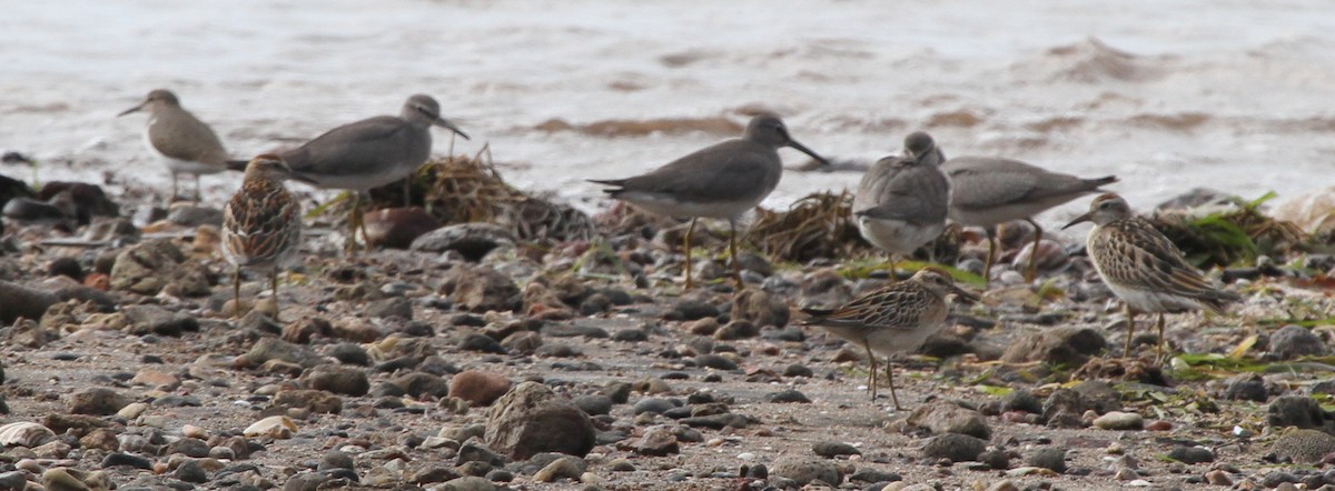 Gray-tailed Tattler - ML162913521