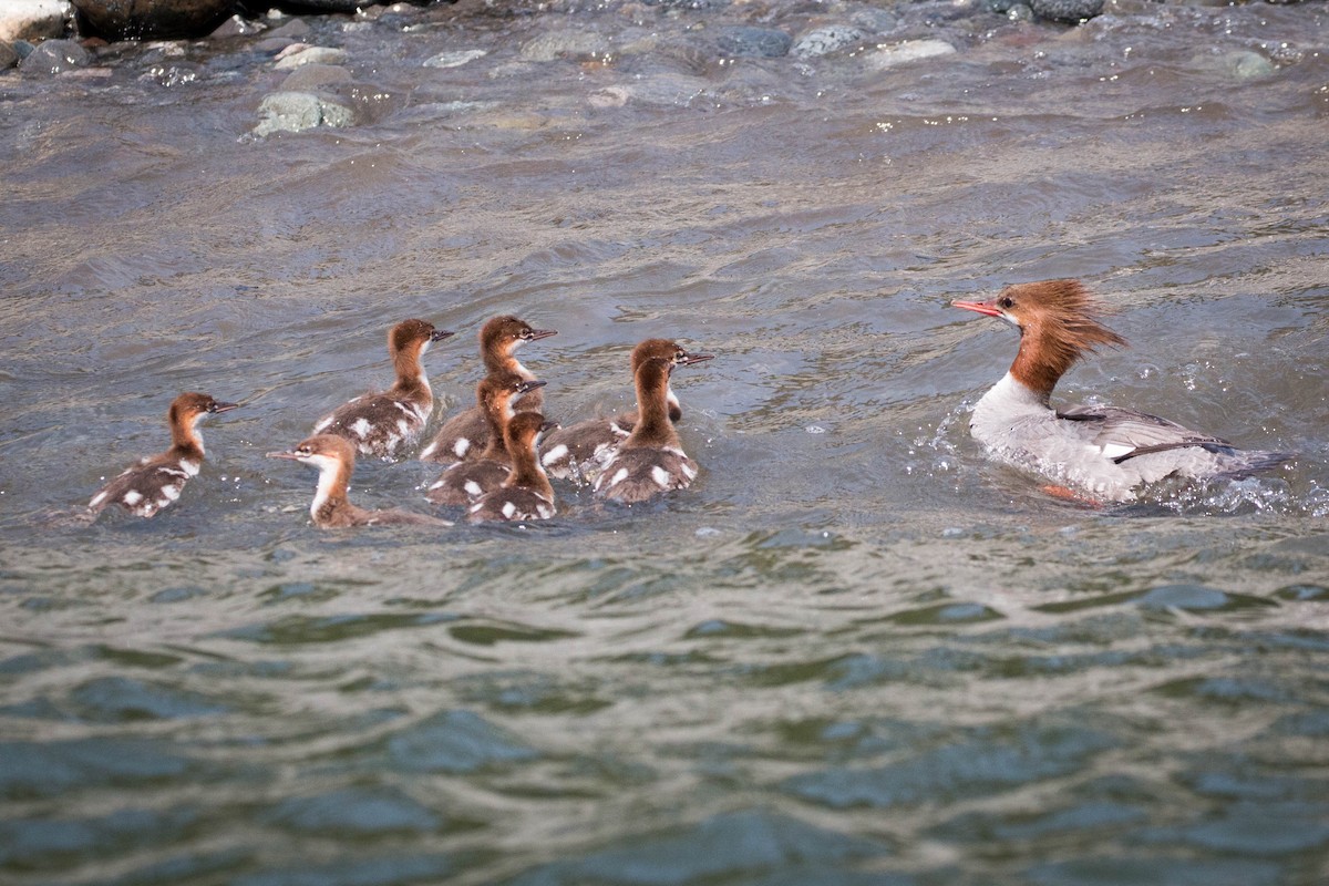 Common Merganser - Tanner Martin