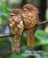 Bornean Frogmouth - ML162916441