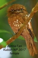 Bornean Frogmouth - ML162916801