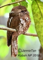 Bornean Frogmouth - ML162916901