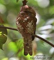 Bornean Frogmouth - ML162917001