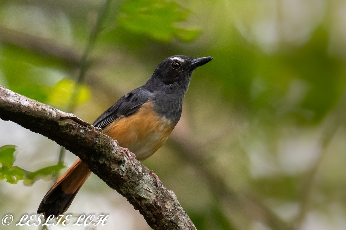 Rufous-tailed Shama - Leslie Loh