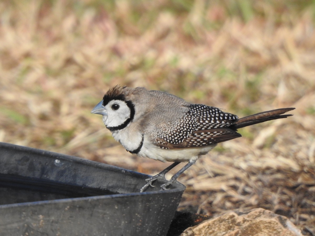 Double-barred Finch - Hilary Thompson