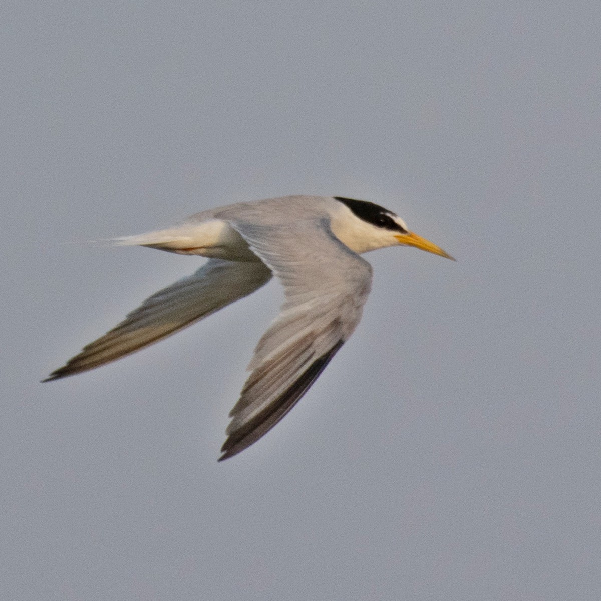 Little Tern - Srinivas Mallela