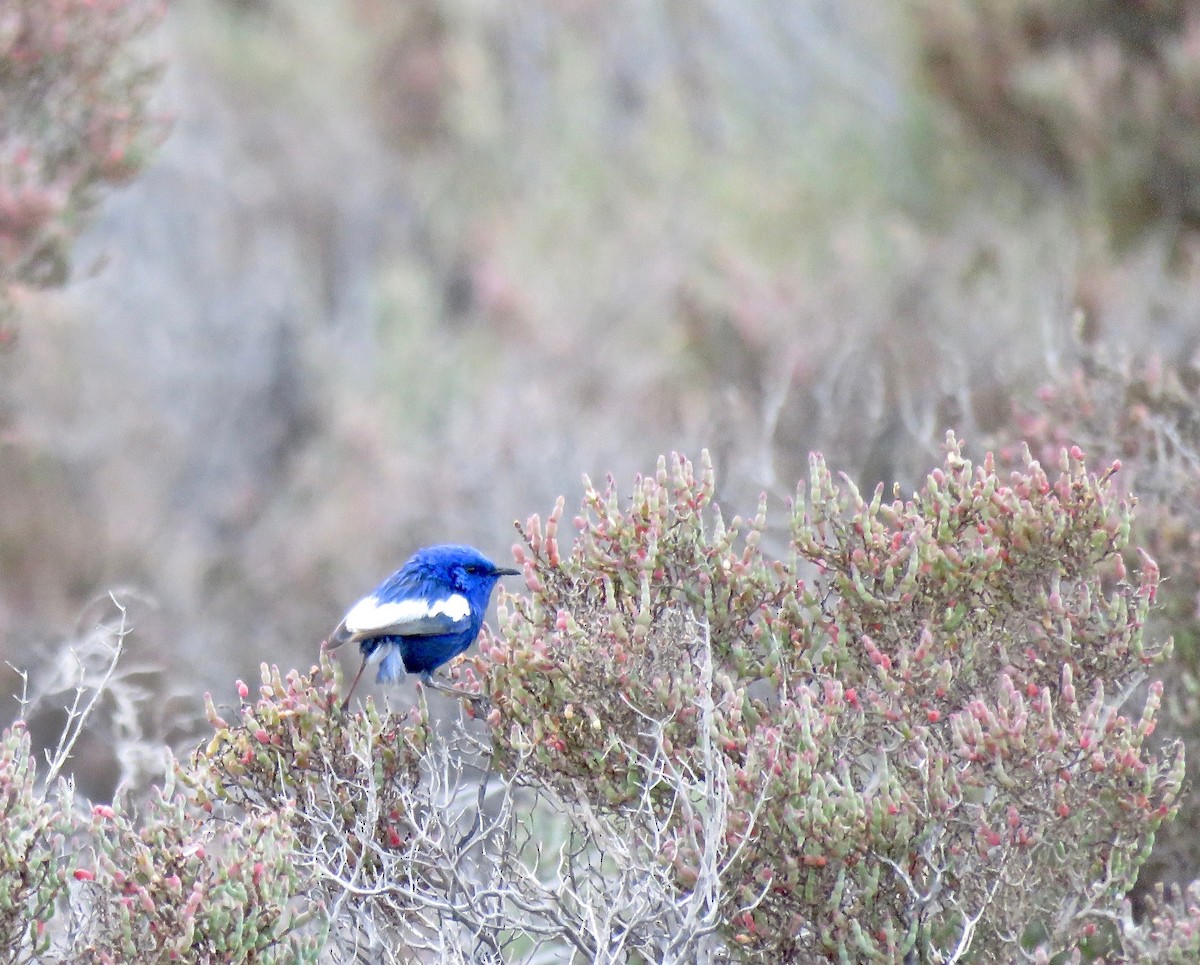 White-winged Fairywren - Colin Palethorpe