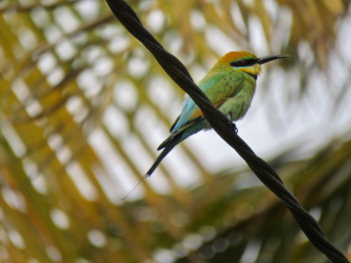 Rainbow Bee-eater - Colin Palethorpe