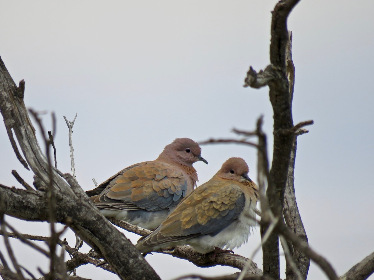 Laughing Dove - Colin Palethorpe