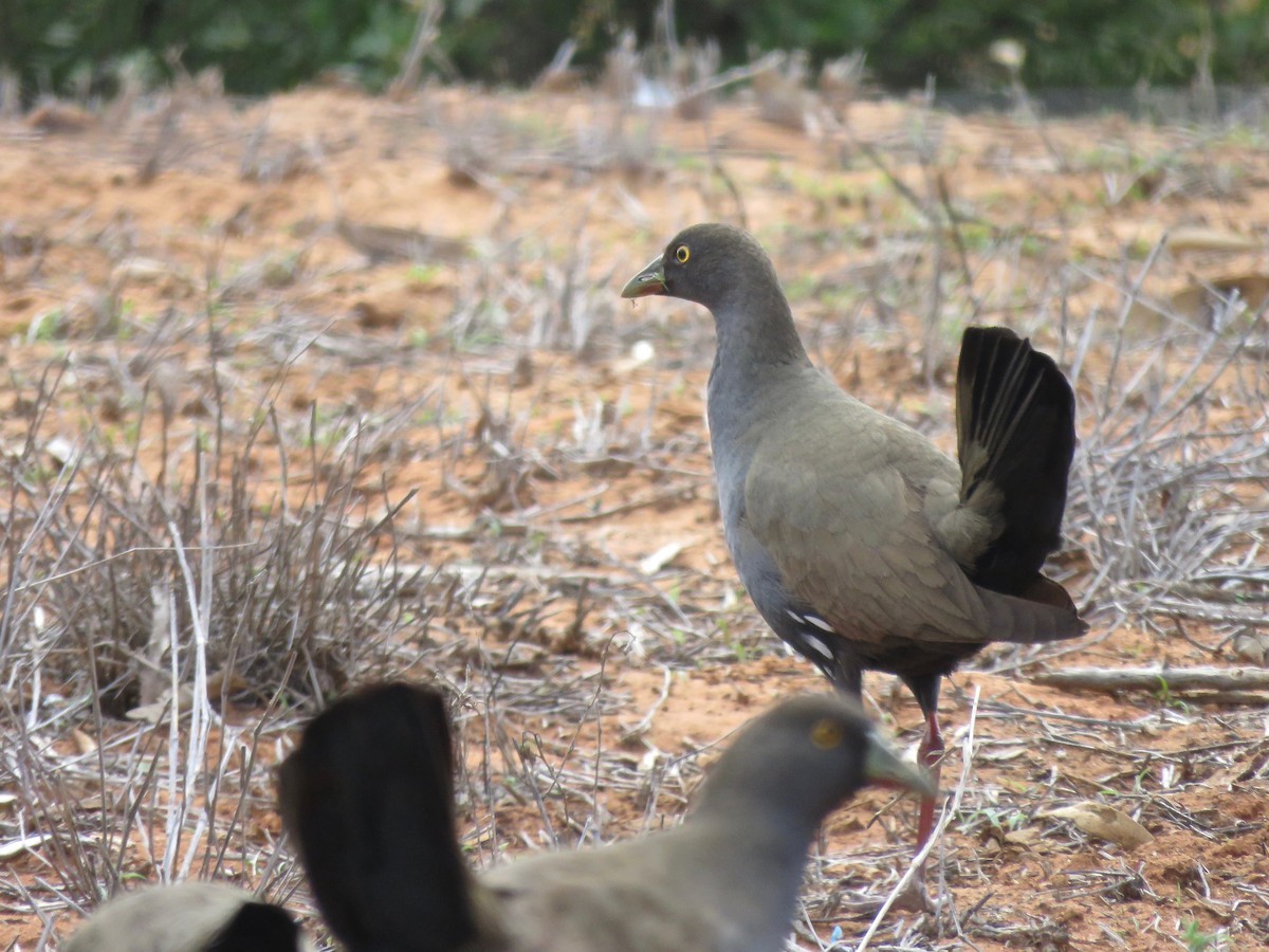 Black-tailed Nativehen - ML162922001