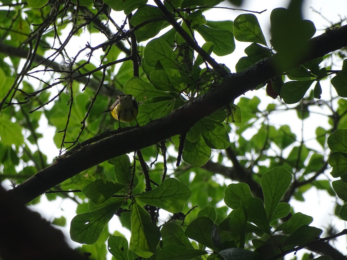 Prothonotary Warbler - ML162922161