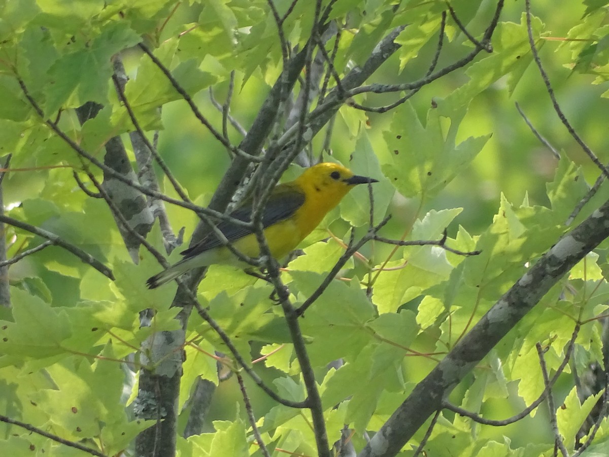 Prothonotary Warbler - Maeve and Joey Coker